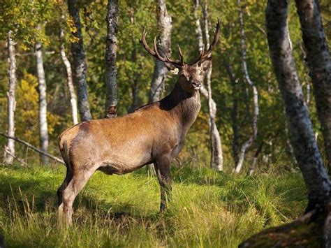 Lista de 22 animales que empiezan con V .